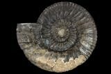 Fossil Jurassic Ammonite (Dactylioceras) #117150-1